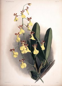 Trichocentrum splendidum (syn.: Oncidium splendidum) by London H. Sotheran and Co.